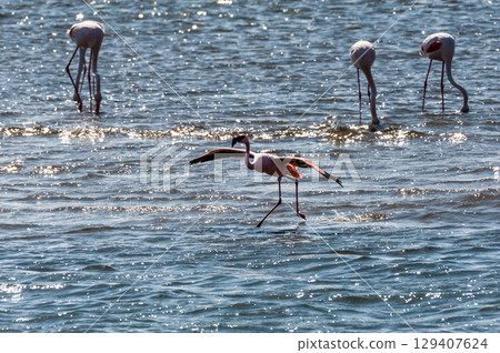 Flamingos near Walvis Bay Flamingos near Walvis Bay 129407624