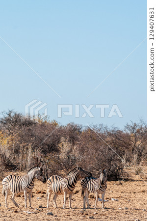 A group of Zebras in Etosha 129407631
