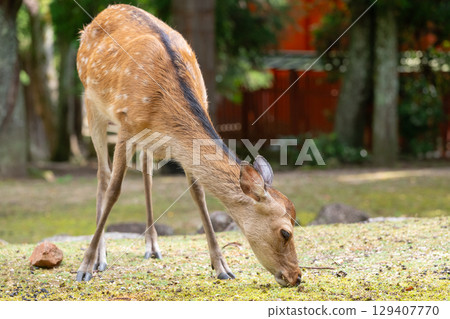 Miyajima deer meal 129407770