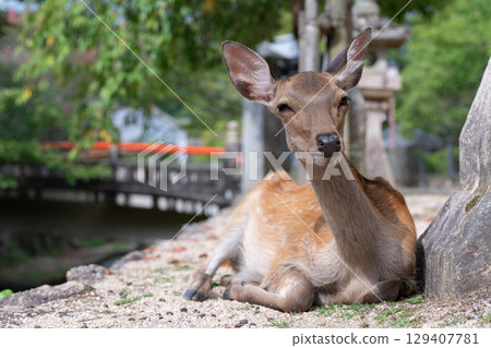 Commemorative photo of Miyajima deer 129407781