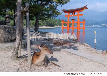 昏昏欲睡的宮島鹿 129407790