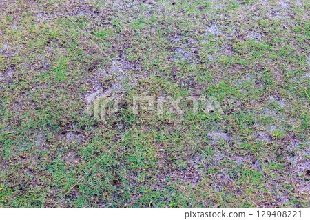 長滿青苔和雜草的花園：草坪修復之路 129408221