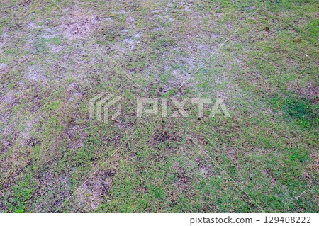 長滿青苔和雜草的花園:草坪修復之路 長滿青苔和雜草的花園:草坪修復之路 129408222