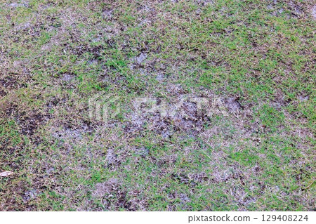 長滿青苔和雜草的花園:草坪修復之路 長滿青苔和雜草的花園:草坪修復之路 129408224