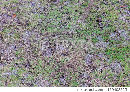 長滿青苔和雜草的花園:草坪修復之路 長滿青苔和雜草的花園:草坪修復之路 129408225
