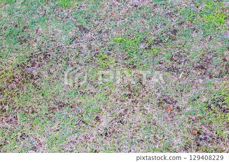 長滿青苔和雜草的花園：草坪修復之路 129408229