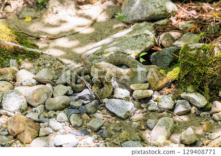 A pit viper lurking quietly on the riverbank A pit viper lurking quietly on the riverbank 129408771