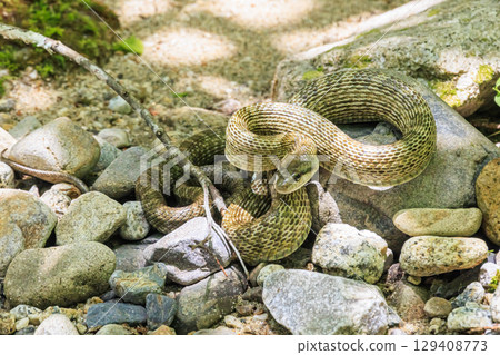 A pit viper lurking quietly on the riverbank A pit viper lurking quietly on the riverbank 129408773