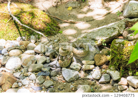 A pit viper lurking quietly on the riverbank A pit viper lurking quietly on the riverbank 129408775