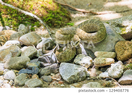 A pit viper lurking quietly on the riverbank 129408776