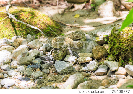 一條蝮蛇靜靜地潛伏在河岸上 129408777