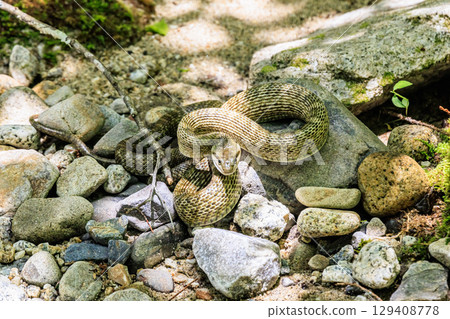 A pit viper lurking quietly on the riverbank 129408778