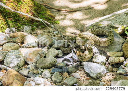 一條蝮蛇靜靜地潛伏在河岸上 129408779