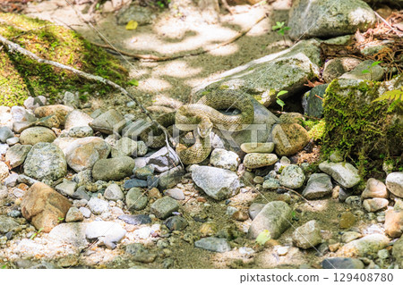 A pit viper lurking quietly on the riverbank 129408780