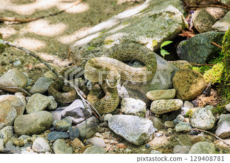 A pit viper lurking quietly on the riverbank A pit viper lurking quietly on the riverbank 129408781