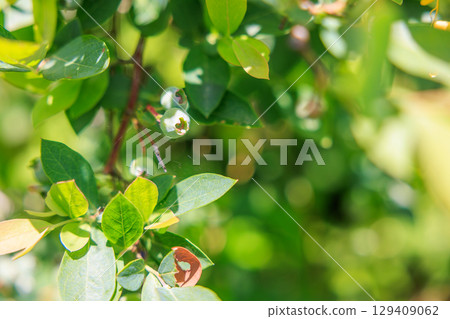 Blueberries still green, waiting to ripen 129409062