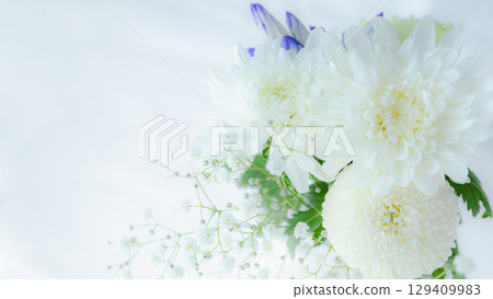 一束白菊花的照片背景。春分時節的供品圖像。特寫。白色背景。複製空間。 129409983