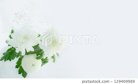 White chrysanthemum and mum flowers, photographed on a white background, simple Buddhist flowers, copy space, offering, equinox 129409989