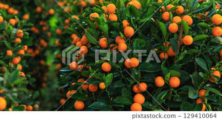 Potted plant Chinese citrus  for a happy chinese new year's decoration 129410064