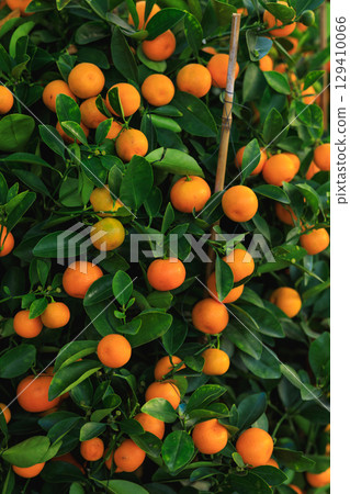 Potted plant Chinese citrus  for a happy chinese new year's decoration 129410066