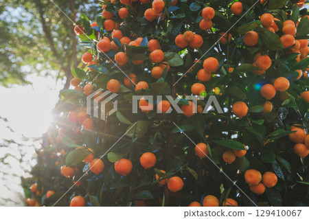 Potted plant Chinese citrus  for a happy chinese new year's decoration 129410067
