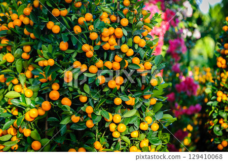 Chinese citrus for a happy chinese new year's decoration Chinese citrus for a happy chinese new year's decoration 129410068