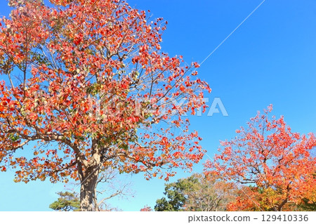 Chinese tallow tree leaves dyed red Chinese tallow tree leaves dyed red 129410336