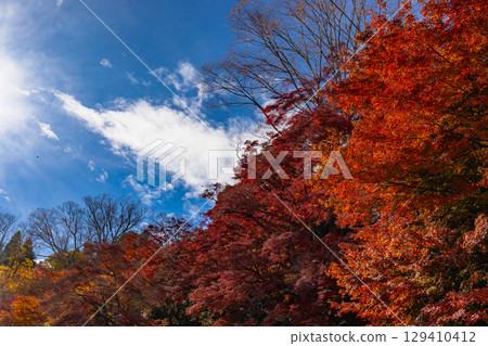 茨城縣紅葉寺 129410412