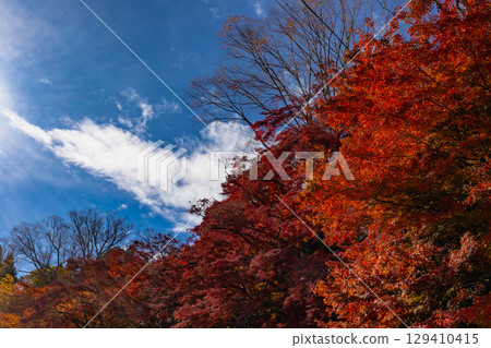 茨城縣紅葉寺 129410415