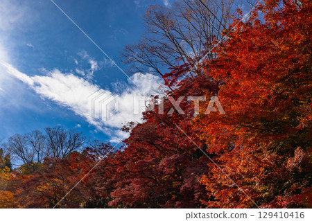 茨城縣紅葉寺 茨城縣紅葉寺 129410416