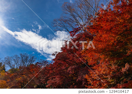 茨城縣紅葉寺 129410417