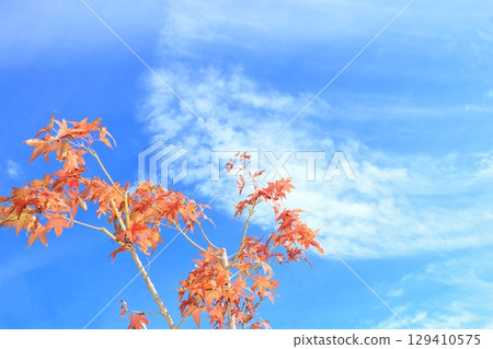 楓葉和秋雲 129410575