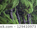 Rain dripping tree 129410973