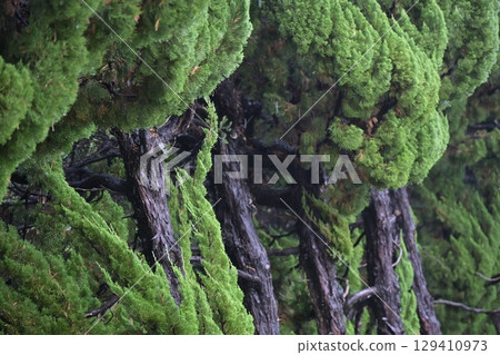 Rain dripping tree 129410973