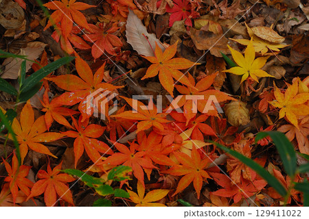 Scenery of fallen leaves Scenery of fallen leaves 129411022