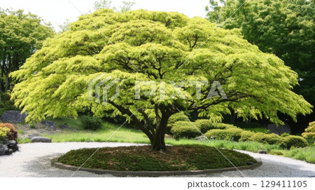 majestic japanese maple tree in a serene garden 129411105