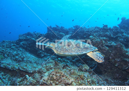 綠海龜優雅地游泳水下照片 129411312