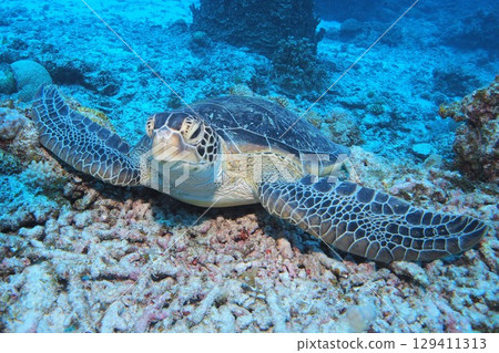 綠蠵龜在沙灘上休息 — 水下照片 129411313