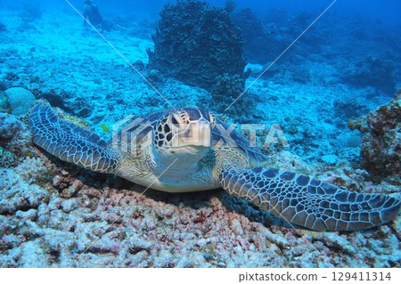 綠蠵龜在沙灘上休息 — 水下照片 129411314