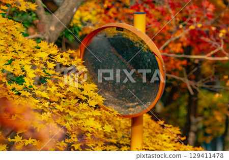 茨城縣紅葉寺 129411478