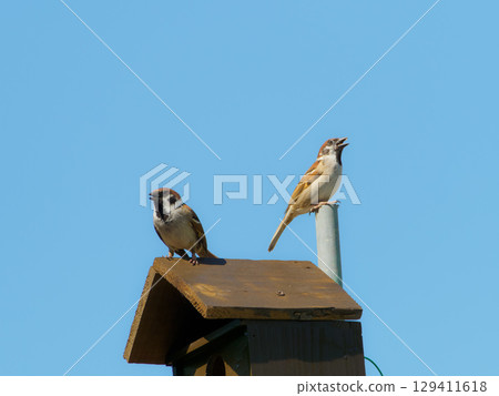 Birdhouse and sparrow couple 129411618