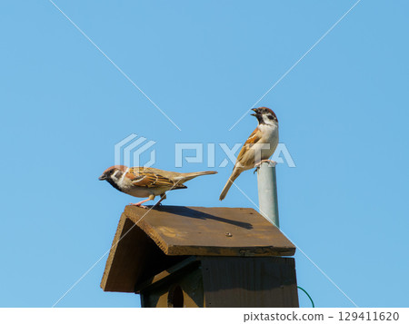 親鳥在鳥巢箱上觀察 親鳥在鳥巢箱上觀察 129411620