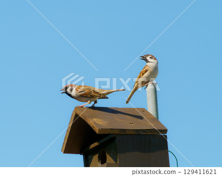 Sparrow parents watchful of the nest box Sparrow parents watchful of the nest box 129411621