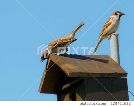Sparrow parents looking down from a nest box Sparrow parents looking down from a nest box 129411622