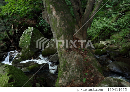 探索福島(山谷中巨大的樹木,根基卻牢牢紮根,下方流淌著水。)「滝川溪谷」矢祭町 探索福島(山谷中巨大的樹木,根基卻牢牢紮根,下方流淌著水。)「滝川溪谷」矢祭町 129411655