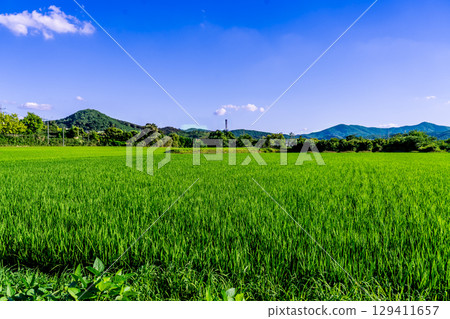 Rice. A large area of rice seedlings growing in the fields of Korea. 129411657