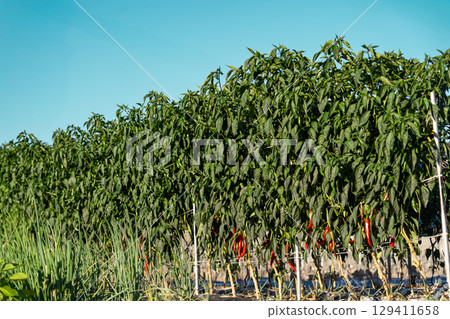 Red and green pepper grows in the garden, nature. Red and green pepper grows in the garden, nature. 129411658