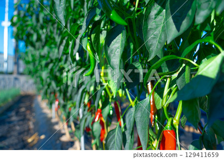 Red and green pepper grows in the garden, nature. 129411659