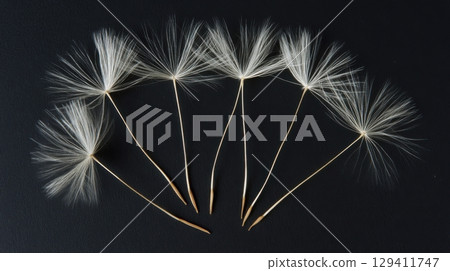 dandelion seeds on black background 129411747