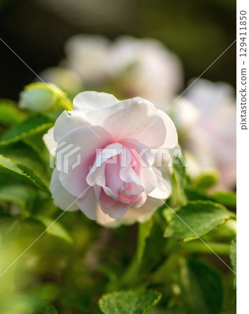 高貴鳳仙花 129411850